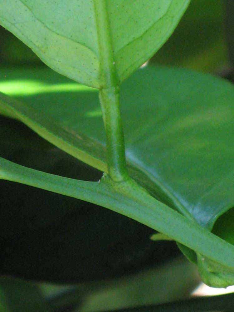              Petiole (Winter Haven, FL)       